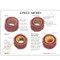 Artery Model Description card
