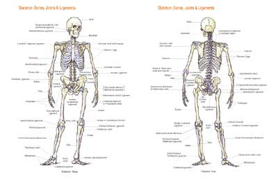 Skeleton Chart