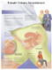 Female Urinary Incontinence