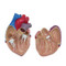 Heart Model