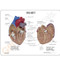 Heart Model Description Card