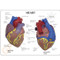 Heart Model Description Card
