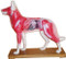 Dog Acupuncture Model