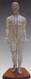 Acupuncture Model of the Human Body