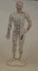 Human Body Acupuncture Model, Small Size