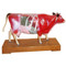 Cow Acupuncture Model