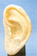 Auricular Acupuncture Model