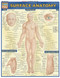 Surface Anatomy Exterior View Chart