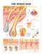 Hair Anatomy Poster, Human
