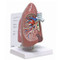 Lung (Right side)Anatomical Model