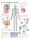 Lymphatic system