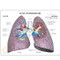 Lung Model Description Card