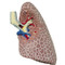 Lung Model 