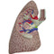 Lung Model