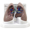 Lung Model