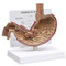 Stomach Model