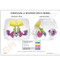 Sinus Anatomical Model Description Card