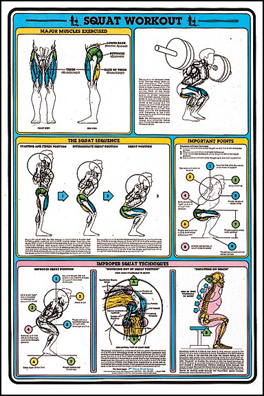 Squat Workout Poster - Clinical Charts and Supplies