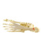 Foot and Ankle Anatomical Model