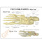 Foot and Ankle Anatomical Model Description Card