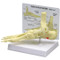 Foot and Ankle Anatomical Model