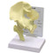 Hip Anatomical Model Basic
