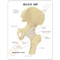 Hip Anatomical Model Basic Description Card