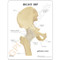 Hip Anatomical Model Basic Description Card
