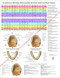 Teeth Poster 18 x 24