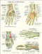 Hand Anatomy Laminated Poster