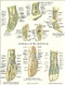 Foot Anatomy Laminated Poster