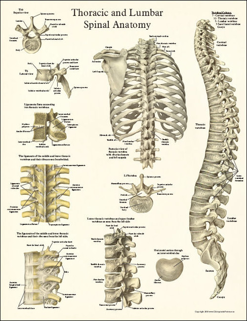 Spine Anatomy Posters - Clinical Charts and Supplies