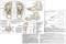 Foot Reflexology and Acupuncture Chart