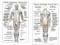 Muscle Anatomy Card - Anterior & Posterior