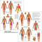 Sclerotome Pain Referral Poster
