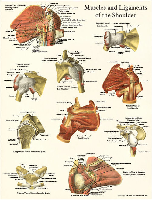 Human Body Cuff Diagram Anatomy Shoulder Anatomy Views Poster Fabric Decor  X-408