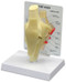 Knee Anatomical Model 