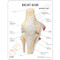 Knee Anatomical Model Description Card
