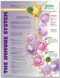 Immune System Allergic Response Anatomical Chart