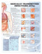 Sexually Transmitted Infections (STIs) Anatomical Chart