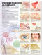 Allergies Anatomical Chart 2nd Edition