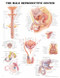 Male Reproductive System Anatomical Chart