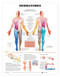 Dermatome Anatomy Poster