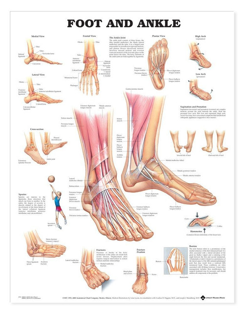 健康・医学 Anatomy of the Foot and ankle Paper style--Unlaminated|+19.95|3.00|0|Laminated|+24.5|3.00|0