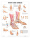 Foot and Ankle Anatomical Poster