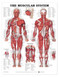 Muscular System Poster