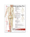Pain Anatomical Chart
