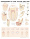 Teeth and Jaw Disorders Anatomical Dental Chart