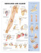 Shoulder and Elbow Poster