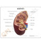 Kidney Model Description Card